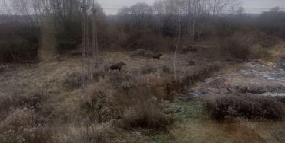Łosie w okolicach Mostostalu