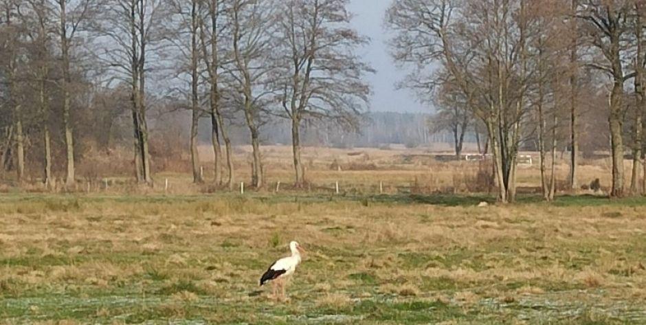 Bocian zimową porą - ABC postępowania przedstawia Grupa EkoLogiczna