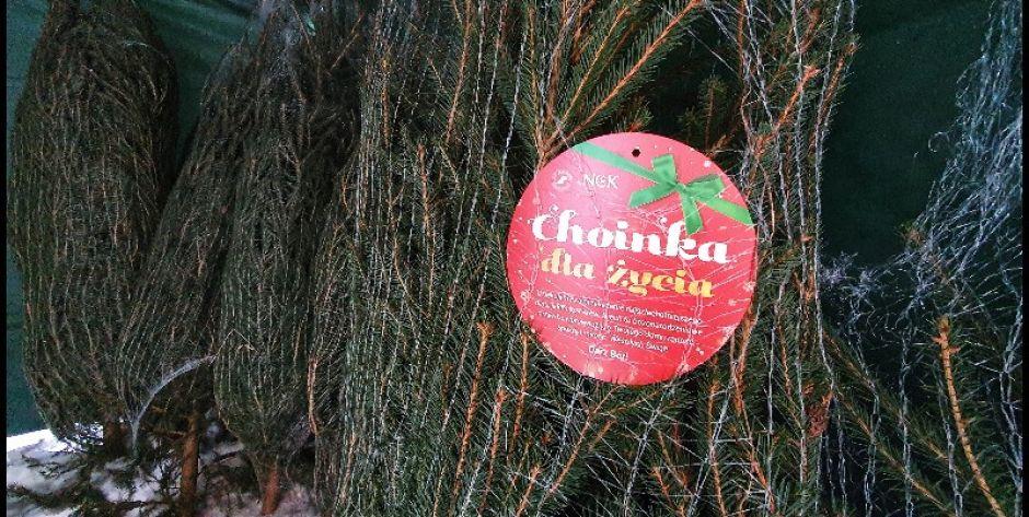Choinka za życie. Oddaj krew, otrzymasz choinkę