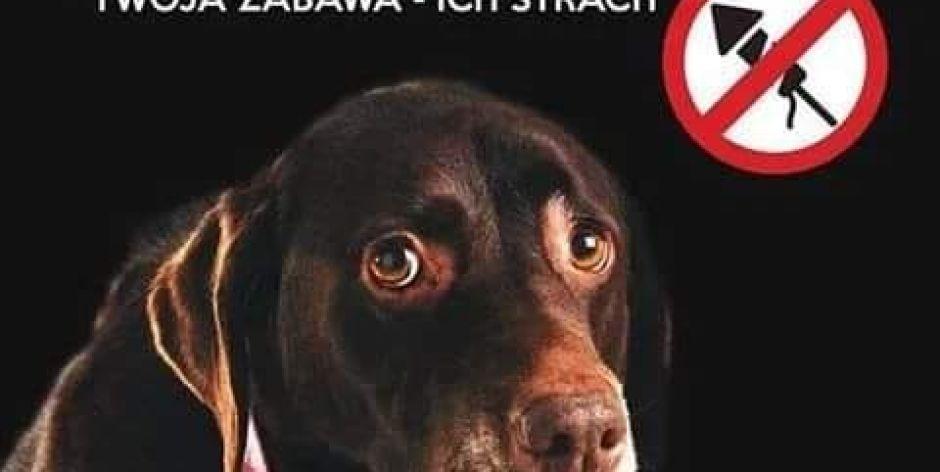 Jak pomóc psu przetrwać sylwestra?
