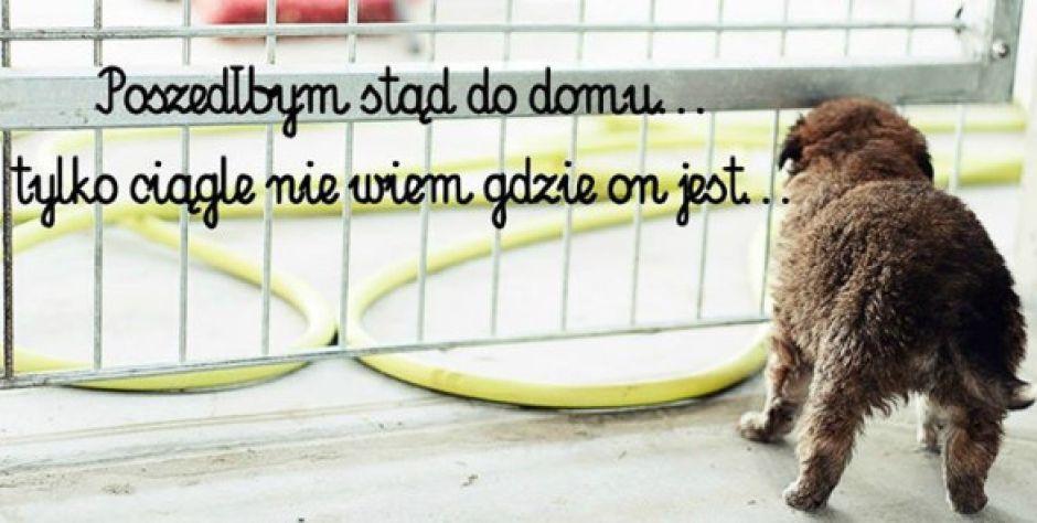 PSY-jaciele w potrzebie