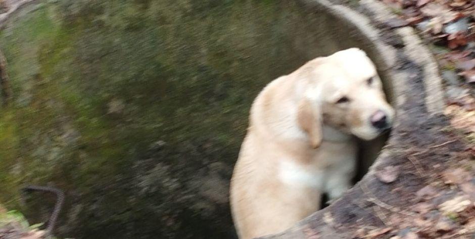 Labrador wpadł do studzienki. Uratowali go leśnicy