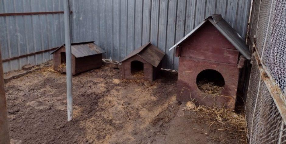 Oświadczenie wójt gminy Sterdyń w sprawie zabrania psów