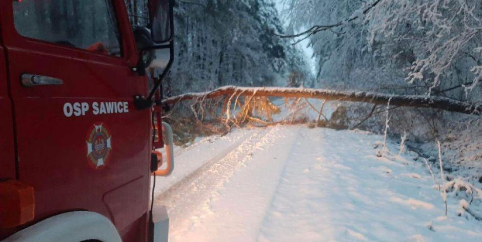 Powalone drzewa po nocy z obfitymi opadami śniegu 