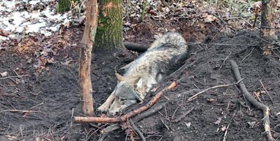 Wilk złapany we wnyki. Interwencja siedleckiego RDOŚ