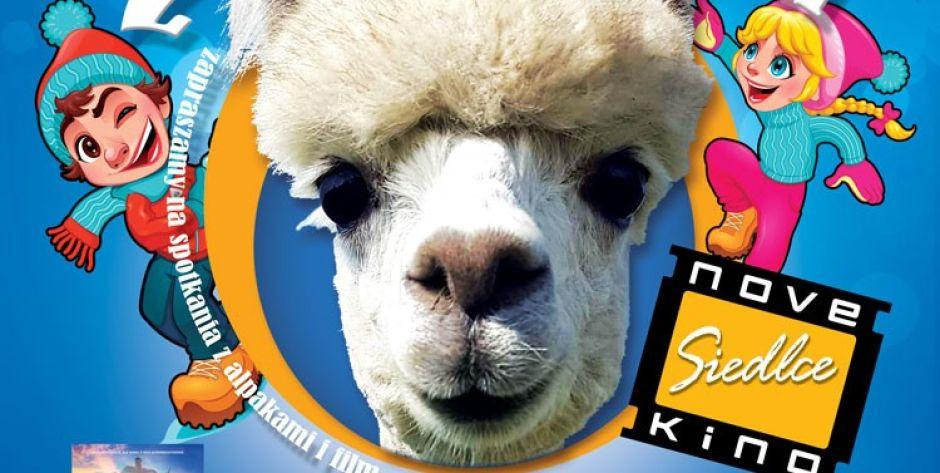FERIE Z ALPAKAMI w Novekino Siedlce