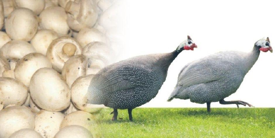 Gmina Siedlce: Smród mocniejszy niż argumenty