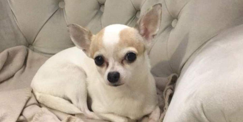  Ulica Śmiała w Siedlcach - zaginęła suczka rasy Chihuahua (Aktualizacja)