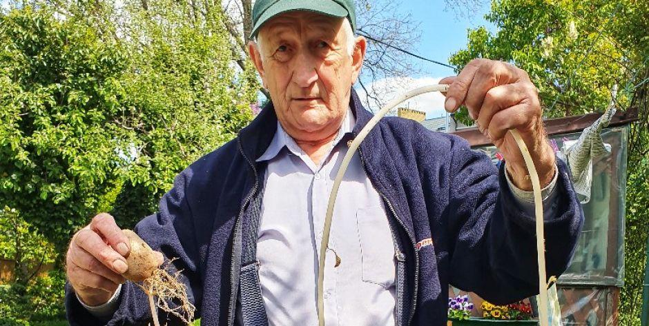 Czy to jest najdłuższy pęd ziemniaka?