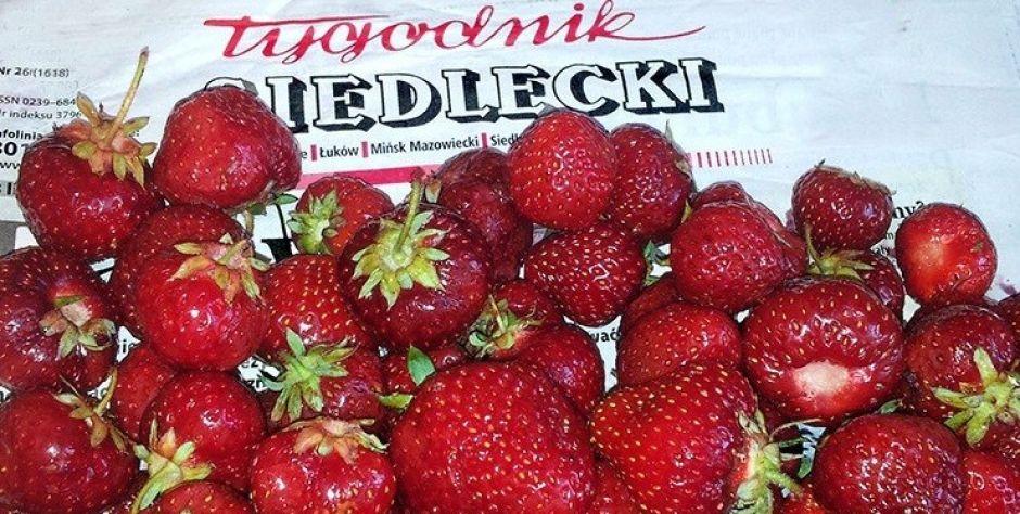 Bareja po siedlecku w najnowszym wydaniu TS!