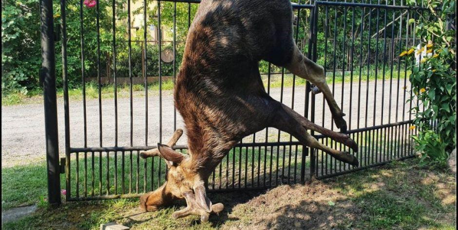 Siedlce: Łoś zawisł na bramie. Nie przeżył (aktualizacja)