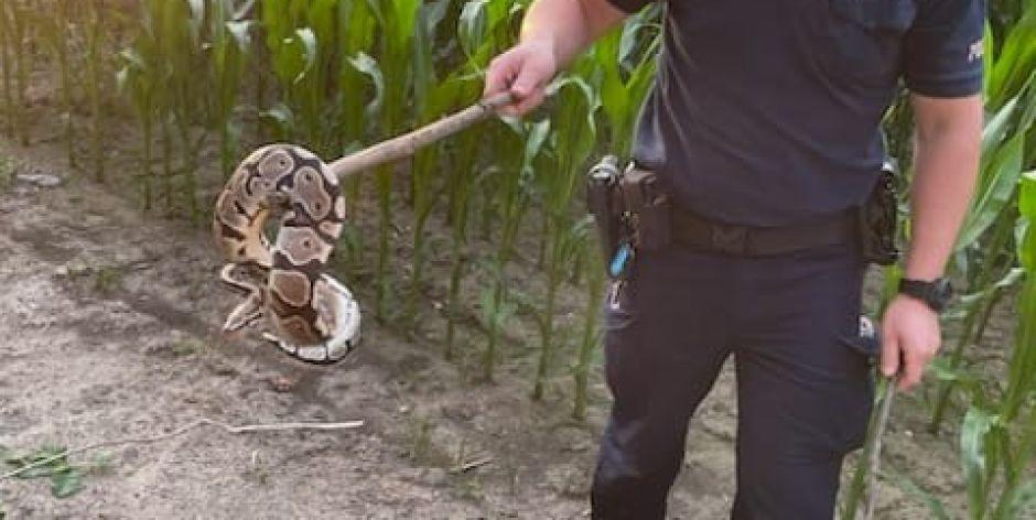 Pyton królewski w podłukowskim lesie