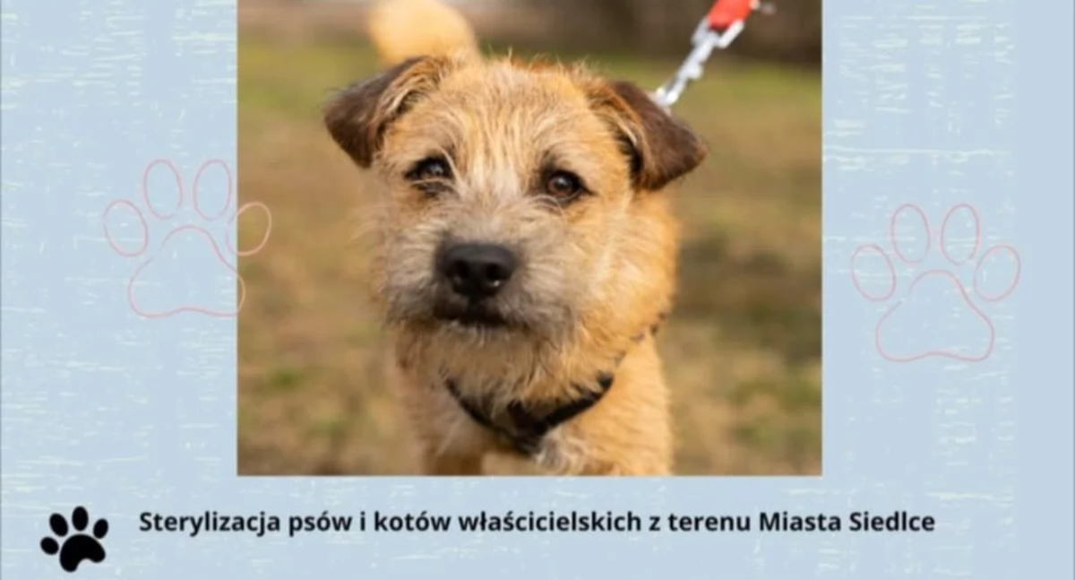 Ruszył nabór na bezpłatną sterylizację i kastrację psów i kotów. Liczba miejsc ograniczona!
