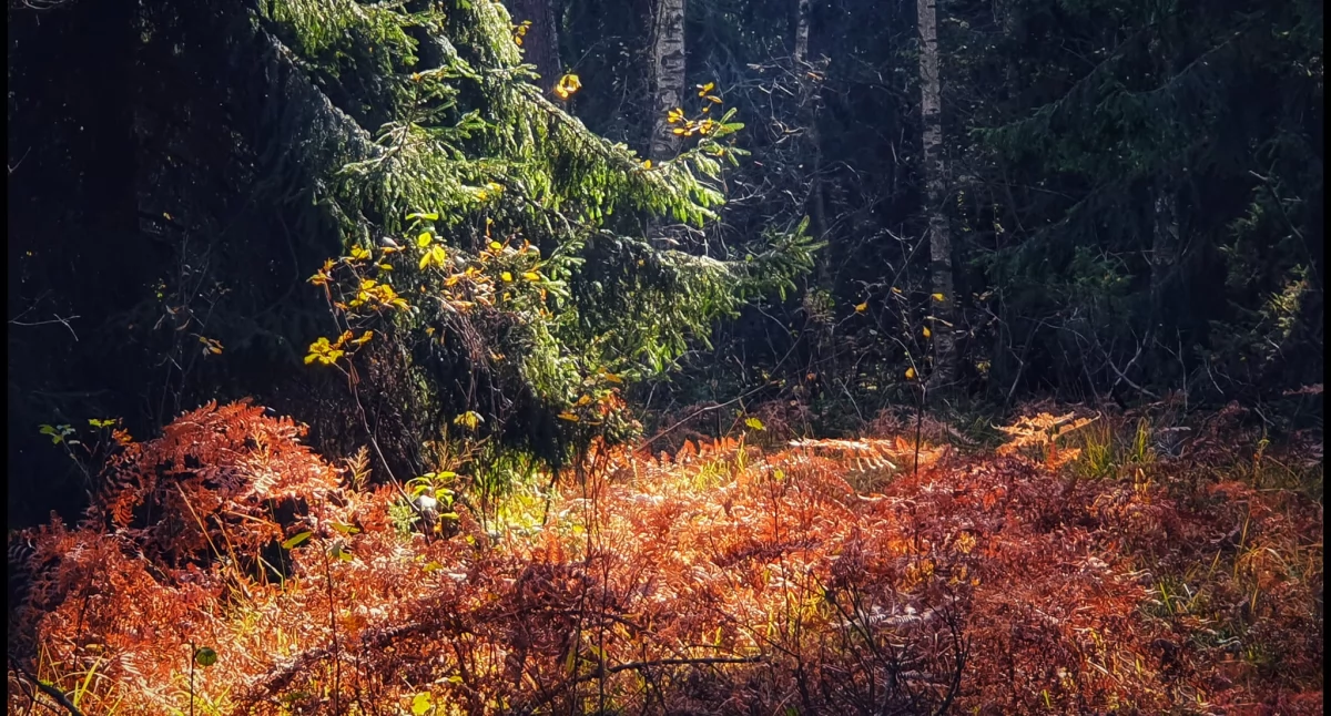 Zanocuj legalnie w lesie – Nadleśnictwo Siedlce otwiera swoje drzwi dla miłośników bushcraftu i survivalu