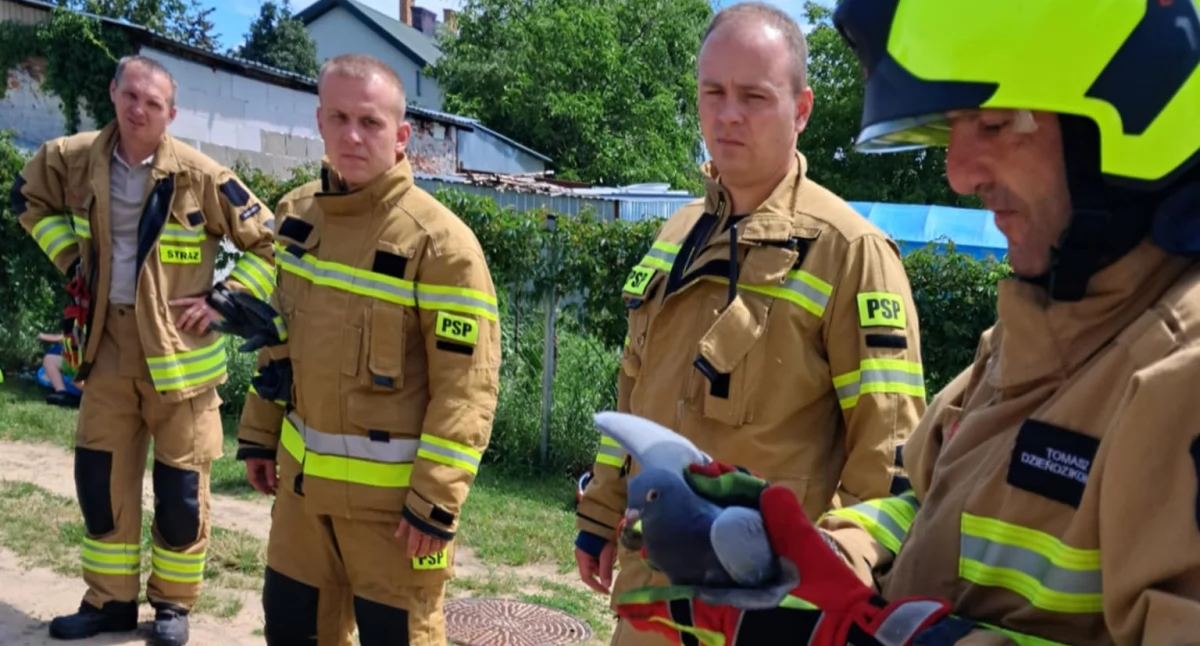 Akcja ratunkowa gołębia uwięzionego na dachu domu. Pomogli strażacy 