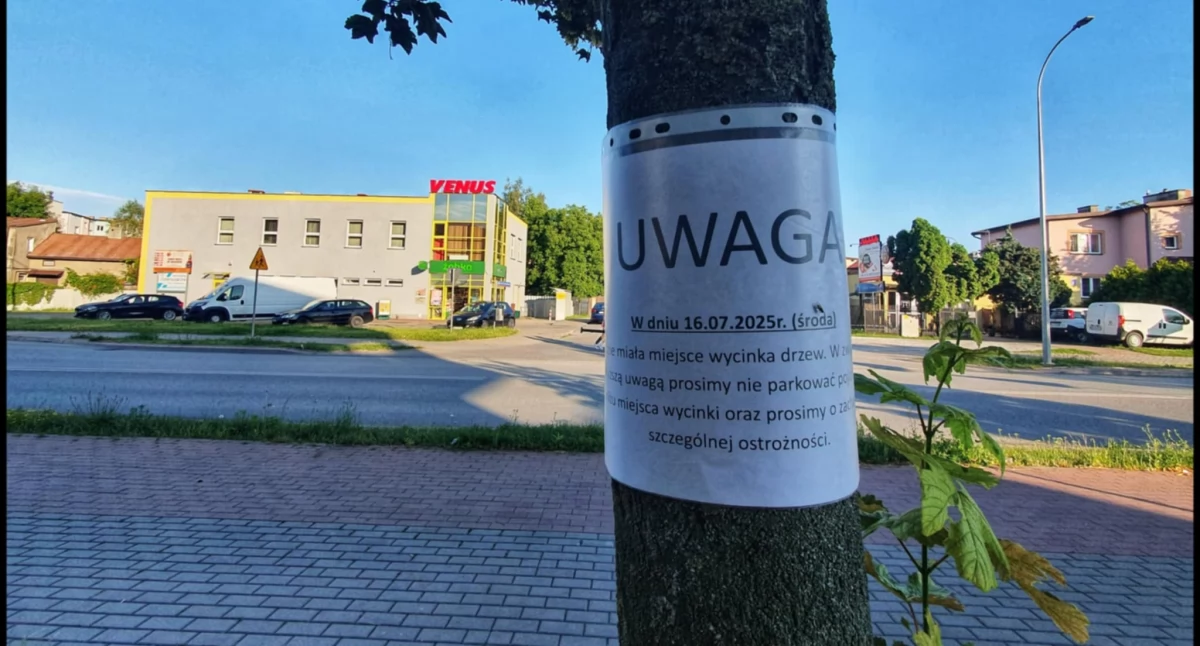 Siedlczanie walczą o drzewa. Spór o wycinki przy Partyzantów i Floriańskiej
