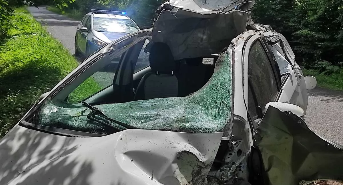 Zderzenie z łosiem. Policja apeluje o ostrożność na drogach leśnych