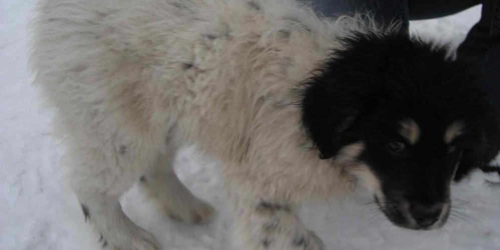 Pieski do adopcji z Gminy Przesmyki