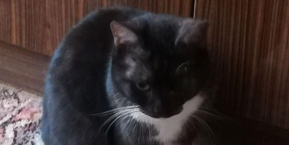 Koty do adopcji