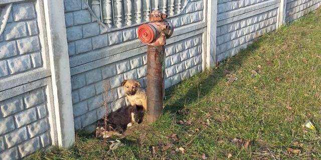 Szukamy domu dla tych maluszków!