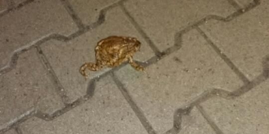 Ropuchy opanowały Leśną