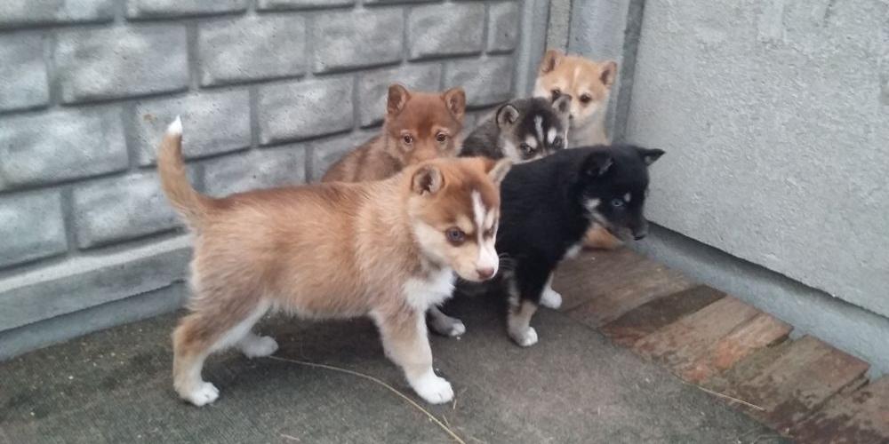 Mieszańce Husky do adopcji