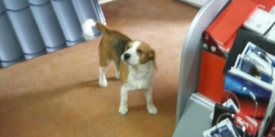 Znaleziono psa rasy beagle!