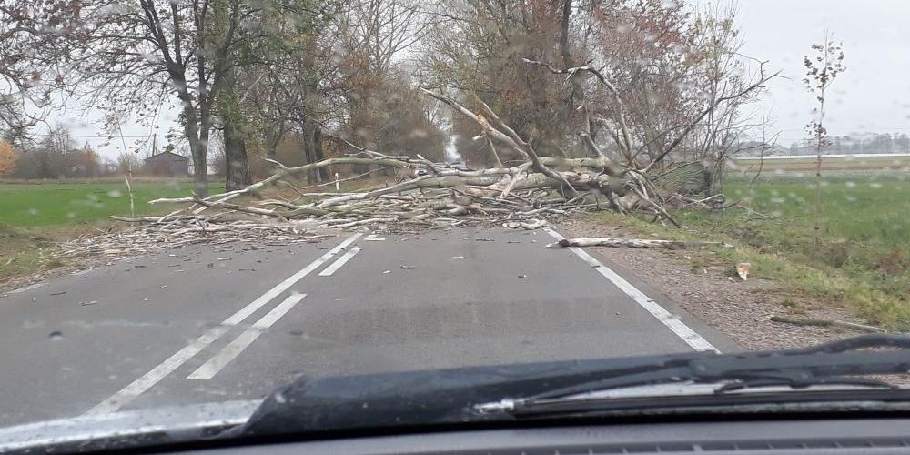 Wichura powaliła drzewo. Droga Mordy-Łosice zablokowana