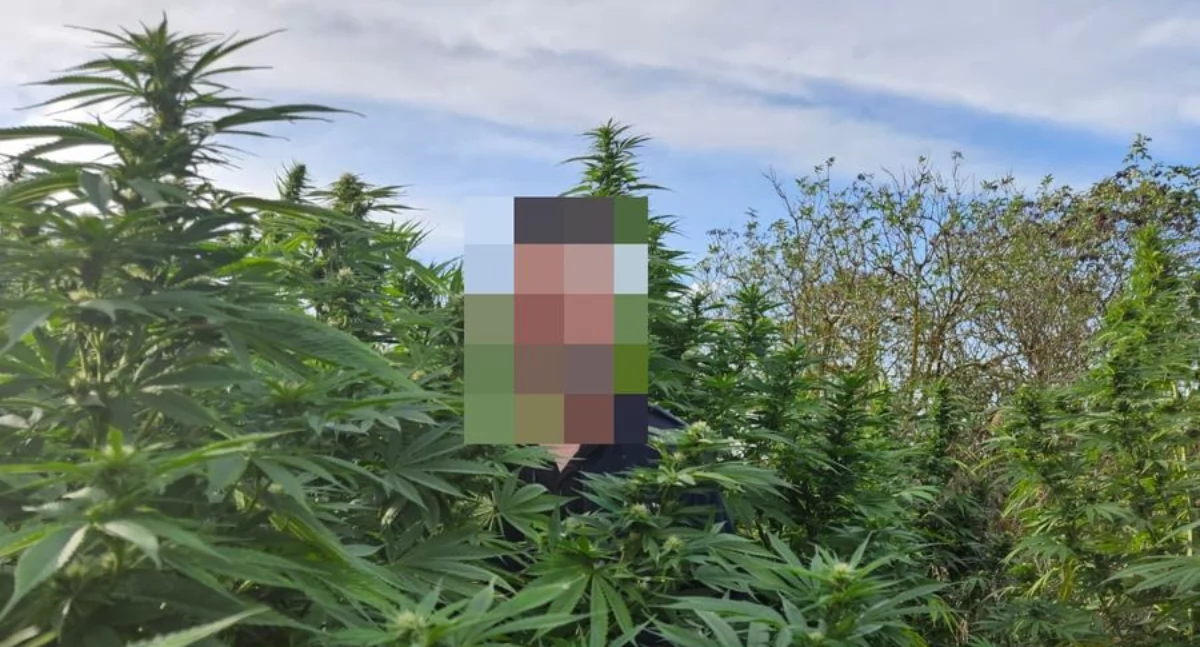 Plantacja konopi indyjskiej w gminie Korczew