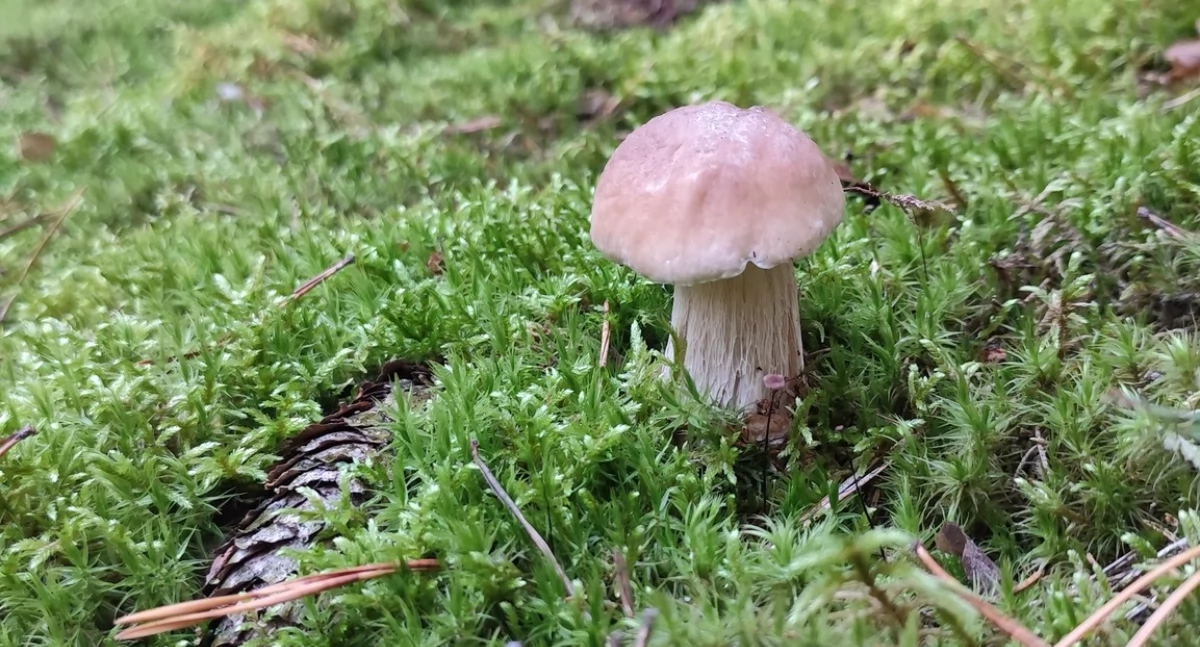  29 borowików i dwie kanie. A jak Wasze zbiory?