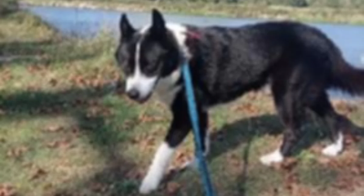 Świetny karel (pies karelski) do adopcji!
