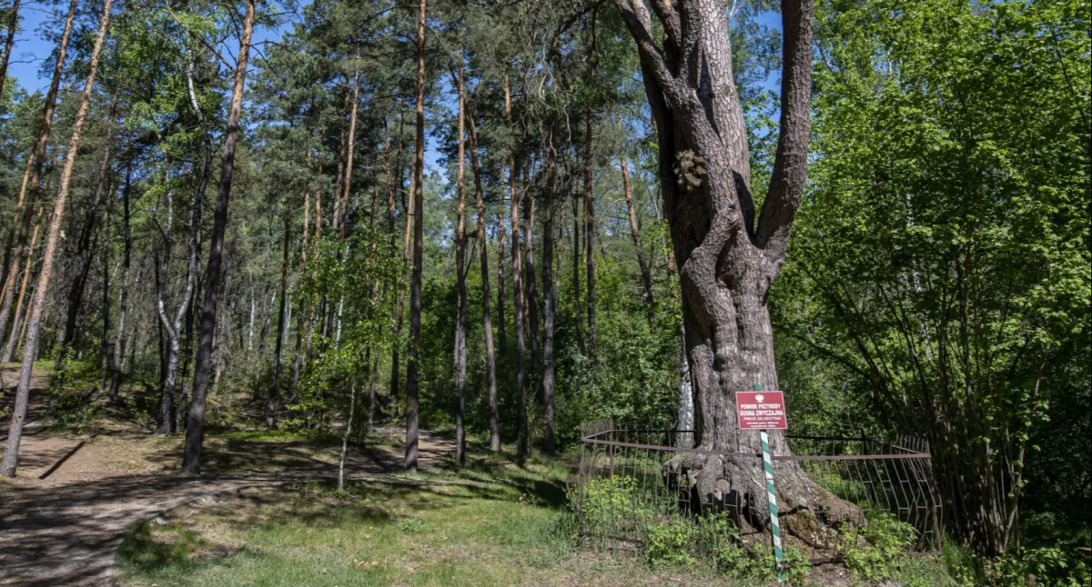 Starosta chce budować południową obwodnicę. Burmistrz: „Nie zgodzę się na wykarczowanie lasów - to płuca Mińska Mazowieckiego” 