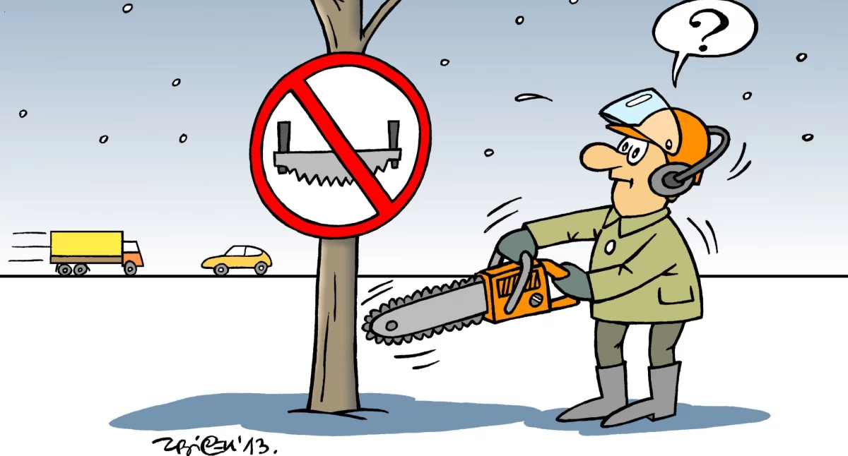 Tak rów czyścili, że wycięli zdrowe drzewa...