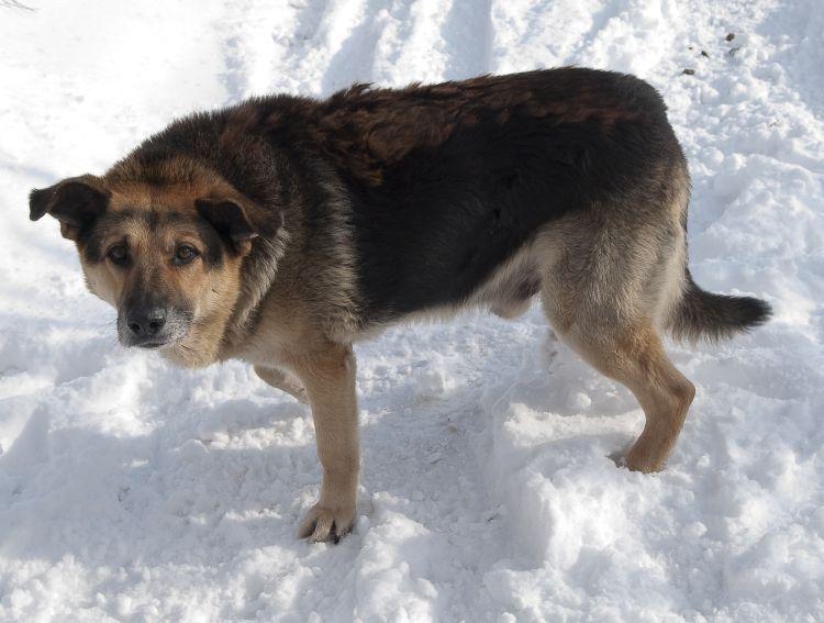 Adopcja przez wójta
