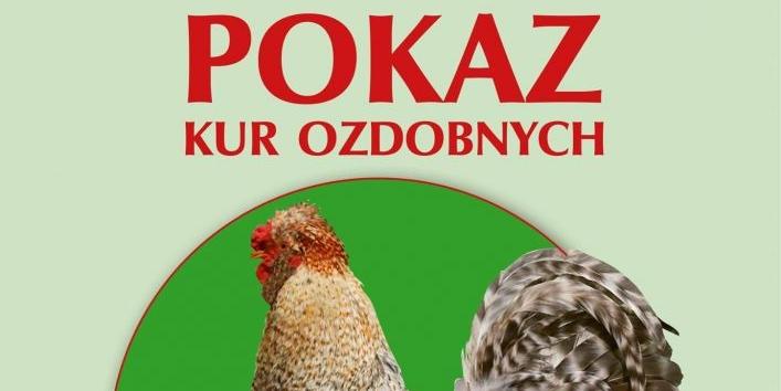 Wystawa kur ozdobnych