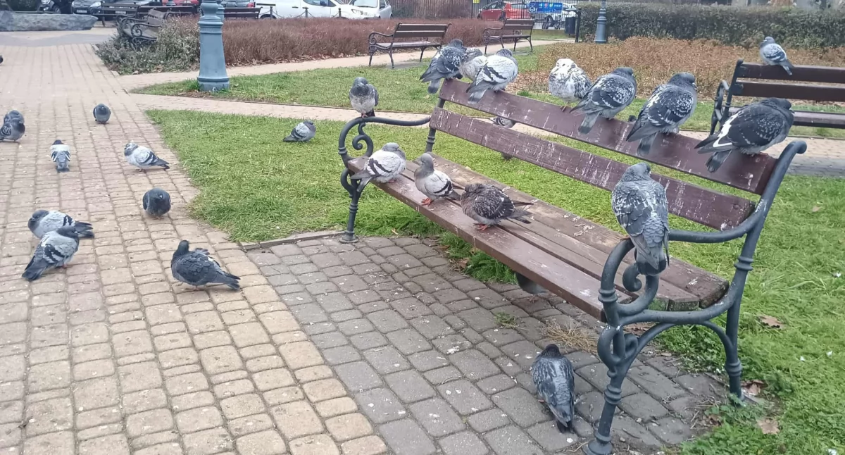 Siedlce: Na tym skwerku nie posiedzisz...
