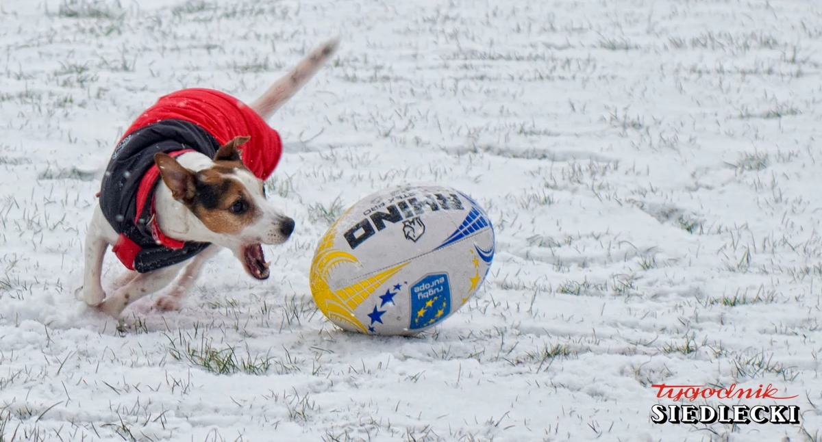 Noworocznej tradycji stało się zadość! Rugby na śniegu w Siedlcach (zdjęcia+film)