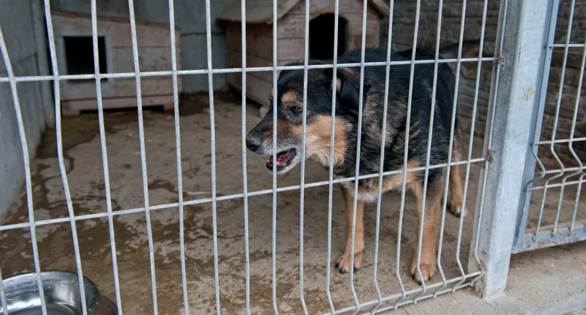 Śledztwo w sprawie znęcania się nad zwierzętami w schronisku „Happy Dog”. Prokuratura bada sprawę