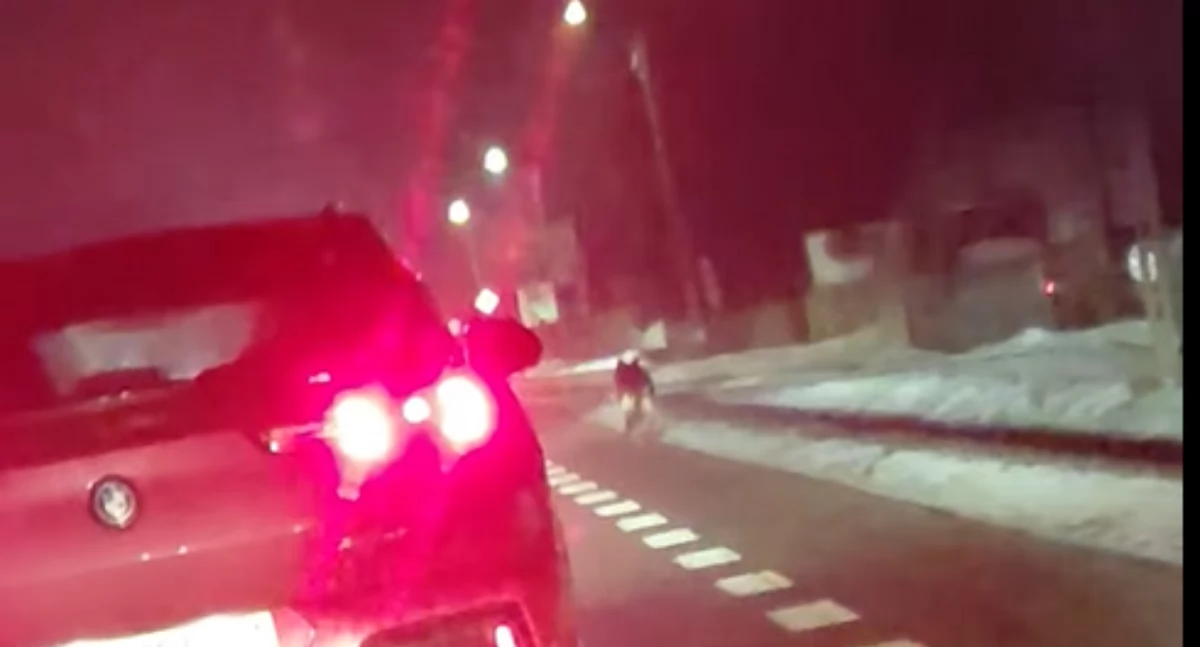 Zwierzę przypominające wilka widziane w rejonie Nowych Igań. Policja i służby interweniowały