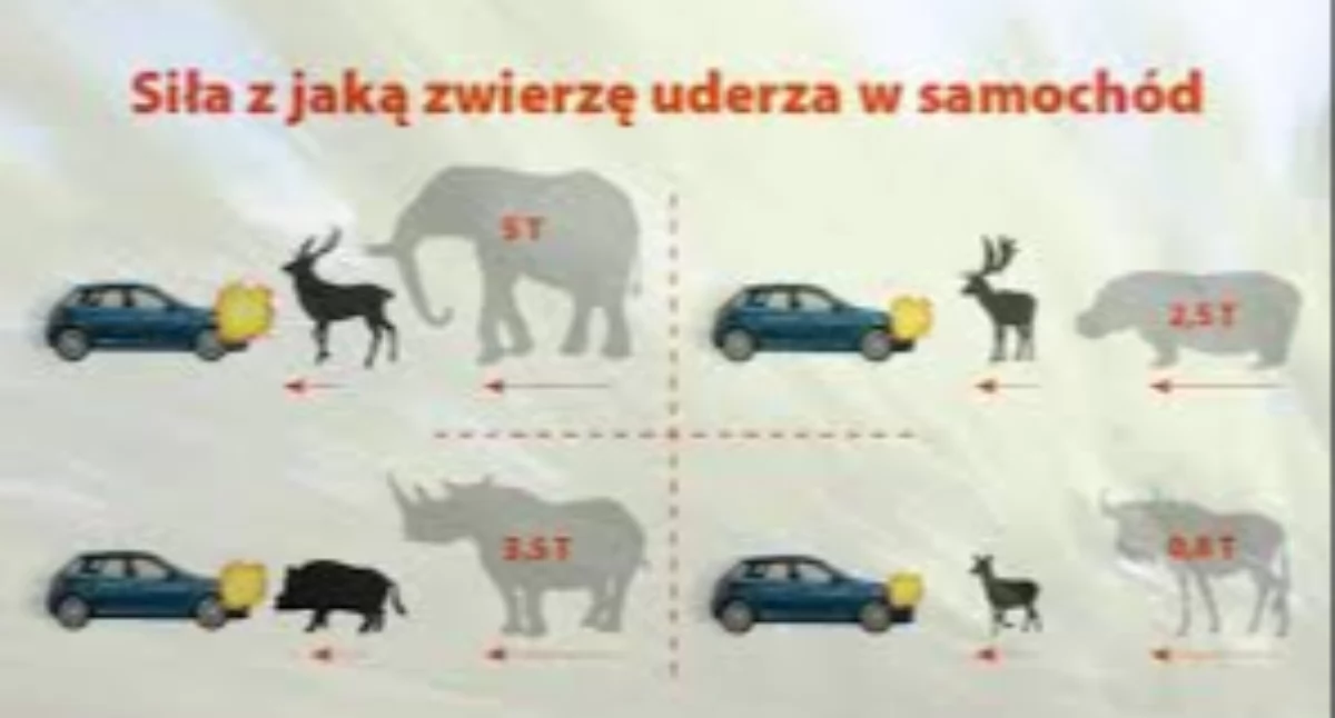 Uwaga na dzikie zwierzęta na drogach. Policja apeluje do kierowców o ostrożność