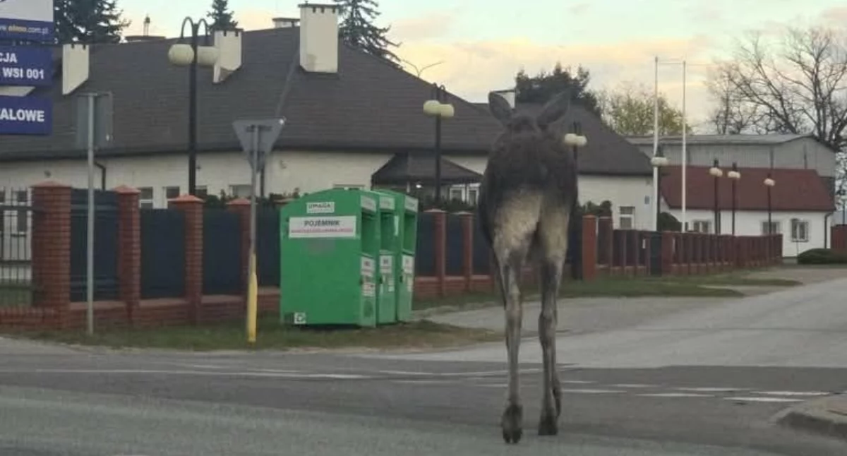 Po Żelkowie-Kolonii spaceruje łoś. Urząd gminy Siedlce wydał komunikat   