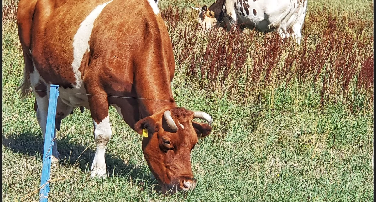22 lata Polski w Unii Europejskiej. Wieś się zmieniła, rolnictwo przyspieszyło