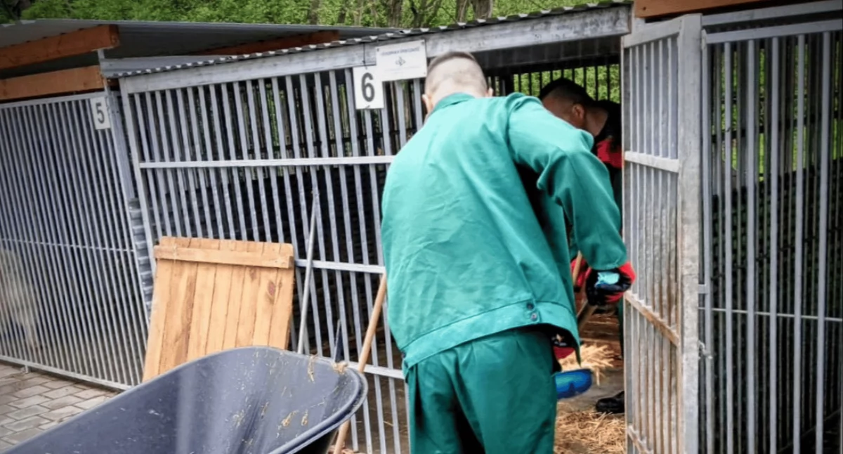 Osadzeni pomagali w schronisku dla psów w Sokołowie Podlaskim. To element resocjalizacji