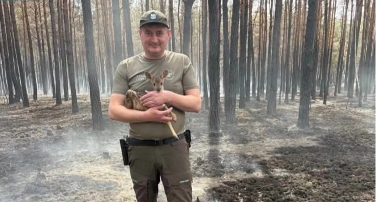 Po wielkim pożarze w powiecie mińskim znaleźli osierocone koźlę. Matka nie przeżyła