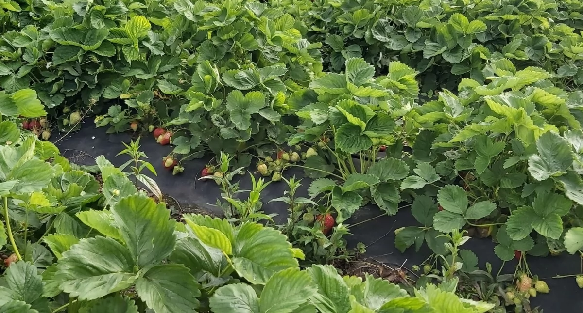 Najgroźniejsze szkodniki porzeczek, malin i truskawek – jak chronić plantacje jagodowe?