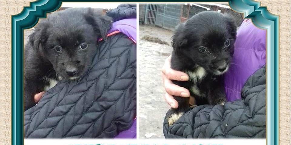 Szczeniaczki do adopcji