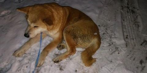 Sunia w typie rasy akita, czyja zguba?