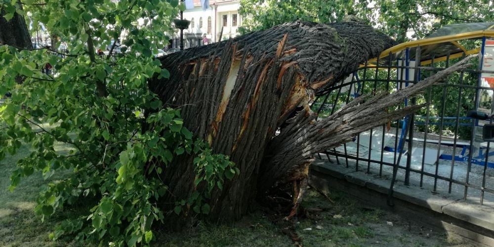 Lipa runęła na przystanek