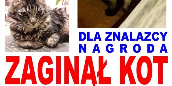 Zaginął kot - dla znalazcy nagroda