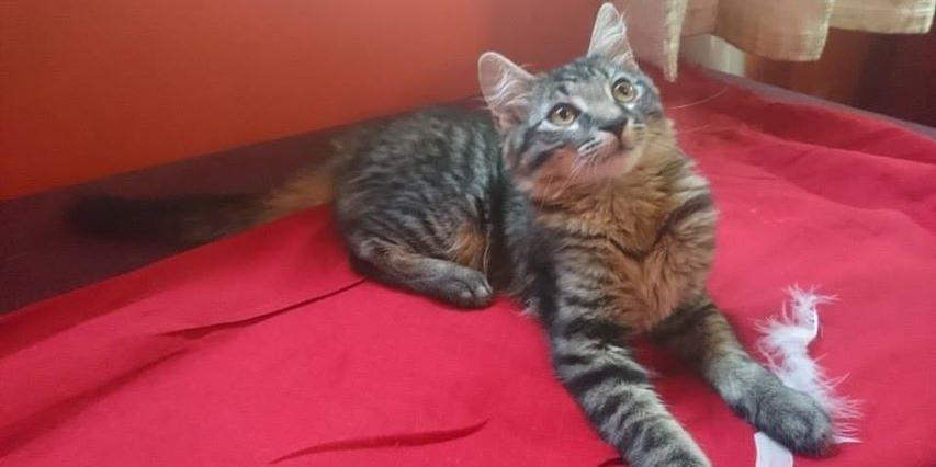 Słodziak do adopcji